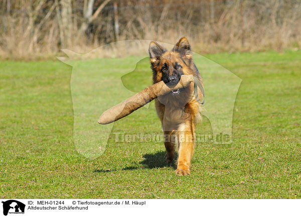 Altdeutscher Schferhund / Old German Shepherd / MEH-01244