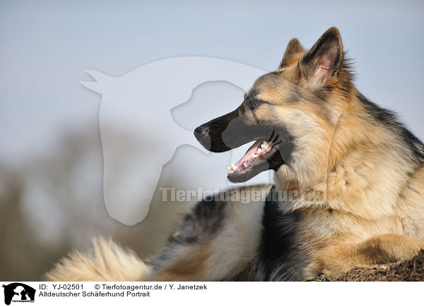 Altdeutscher Schferhund Portrait / Old German Shepherd Portrait / YJ-02501