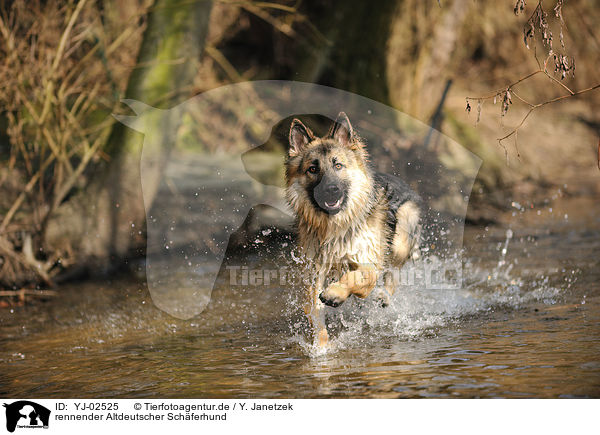 rennender Altdeutscher Schferhund / running Old German Shepherd / YJ-02525