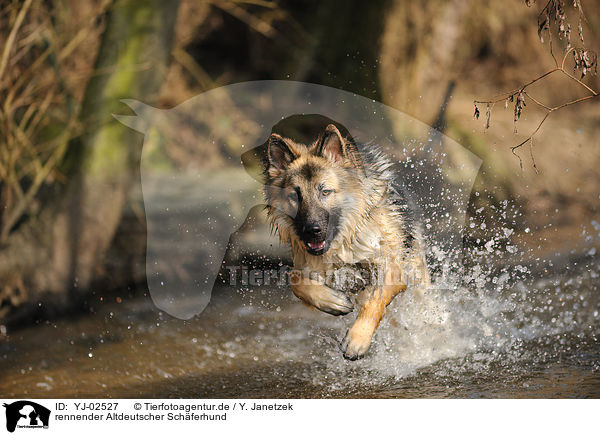 rennender Altdeutscher Schferhund / running Old German Shepherd / YJ-02527