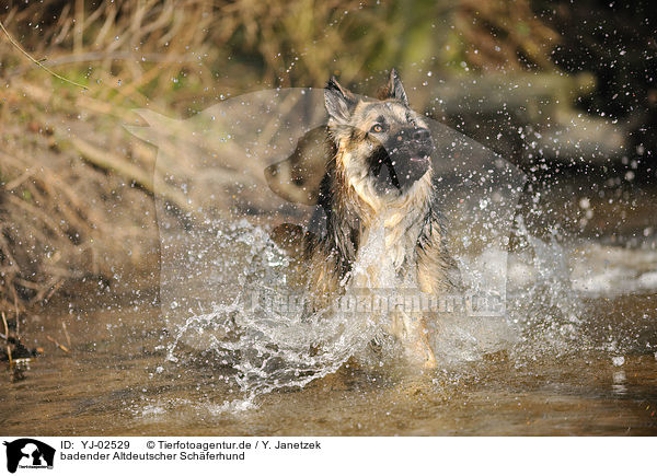 badender Altdeutscher Schferhund / bathing Old German Shepherd / YJ-02529