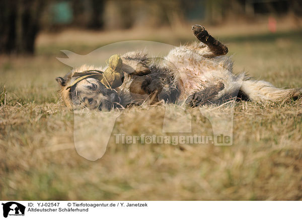 Altdeutscher Schferhund / Old German Shepherd / YJ-02547