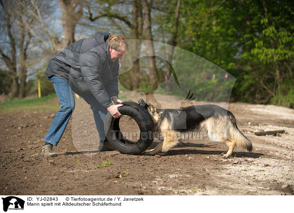 Mann spielt mit Altdeutscher Schferhund / man plays with Old German Shepherd / YJ-02843