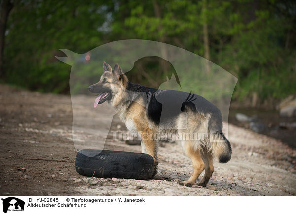 Altdeutscher Schferhund / Old German Shepherd / YJ-02845