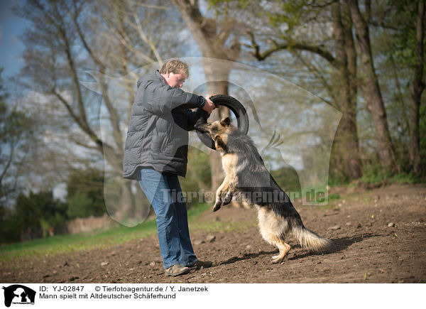 Mann spielt mit Altdeutscher Schferhund / man plays with Old German Shepherd / YJ-02847