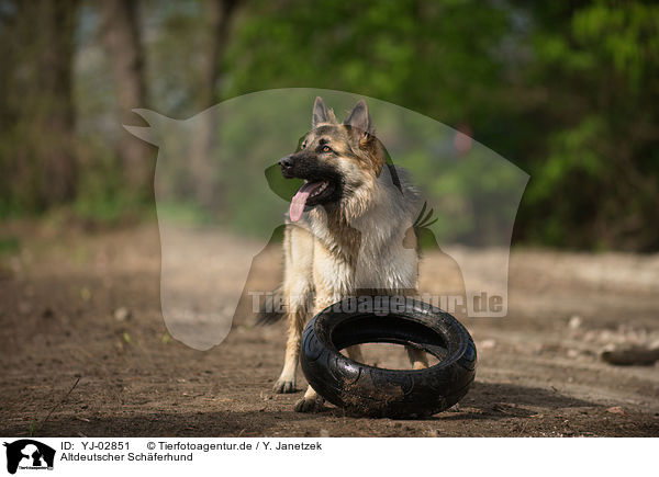Altdeutscher Schferhund / Old German Shepherd / YJ-02851