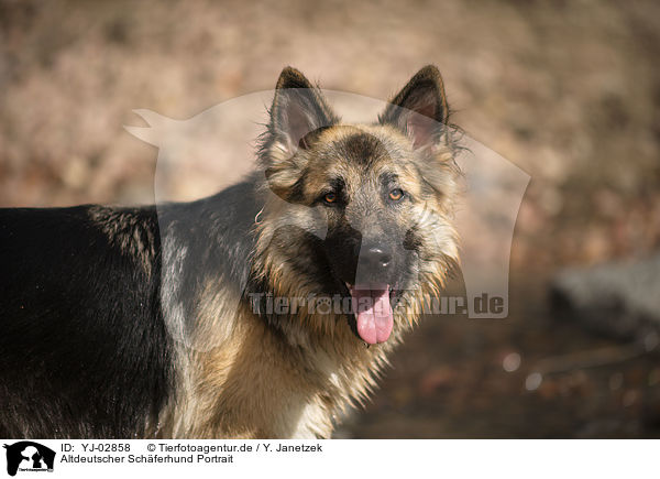 Altdeutscher Schferhund Portrait / Old German Shepherd Portrait / YJ-02858