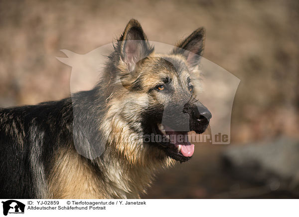 Altdeutscher Schferhund Portrait / Old German Shepherd Portrait / YJ-02859