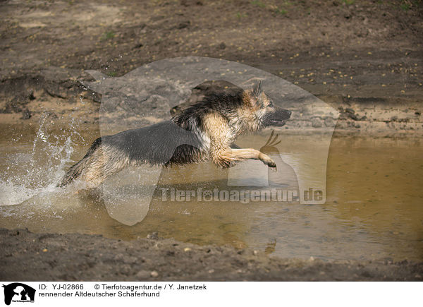rennender Altdeutscher Schferhund / running Old German Shepherd / YJ-02866