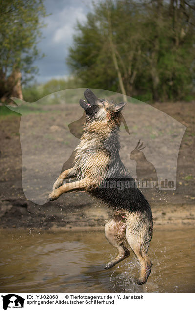 springender Altdeutscher Schferhund / jumping Old German Shepherd / YJ-02868