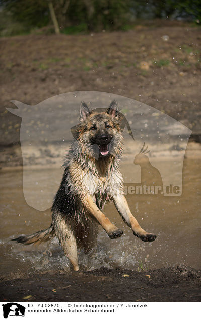 rennender Altdeutscher Schferhund / running Old German Shepherd / YJ-02870