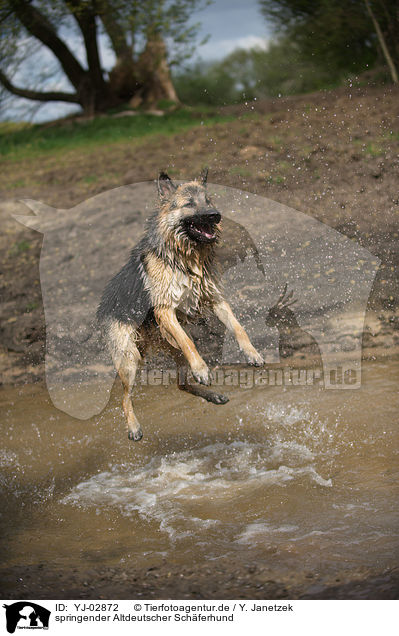 springender Altdeutscher Schferhund / jumping Old German Shepherd / YJ-02872