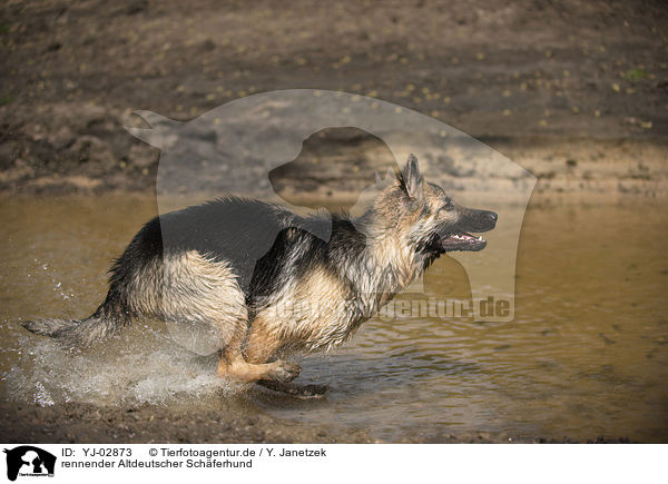 rennender Altdeutscher Schferhund / running Old German Shepherd / YJ-02873