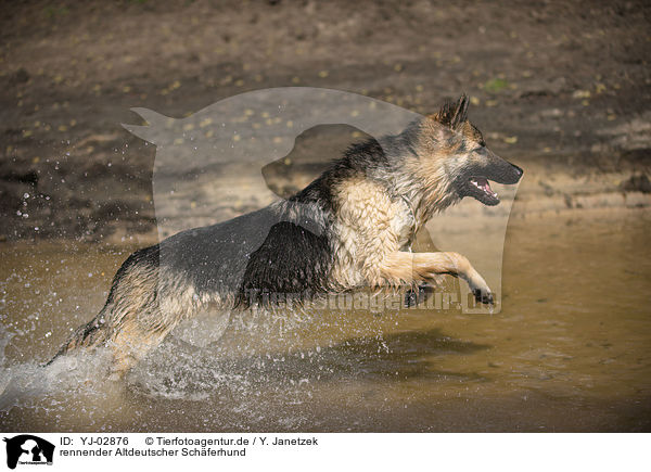 rennender Altdeutscher Schferhund / running Old German Shepherd / YJ-02876