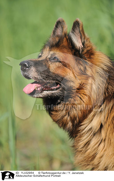Altdeutscher Schferhund Portrait / Old German Shepherd Portrait / YJ-02954