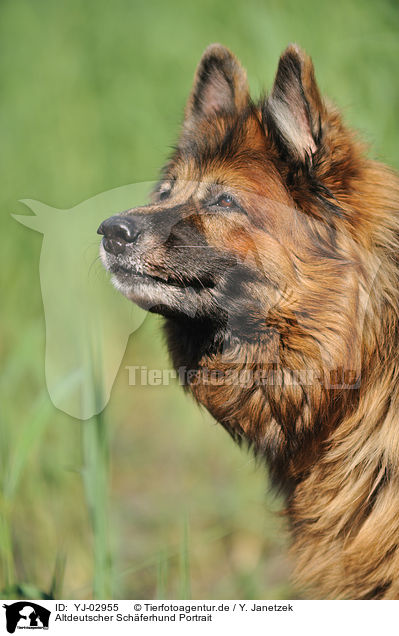 Altdeutscher Schferhund Portrait / Old German Shepherd Portrait / YJ-02955