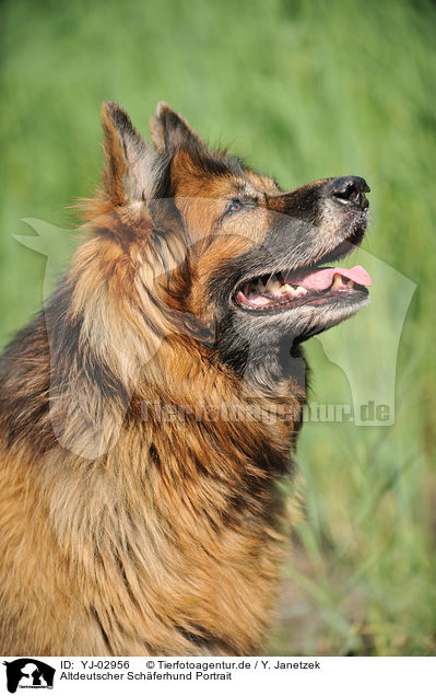 Altdeutscher Schferhund Portrait / Old German Shepherd Portrait / YJ-02956