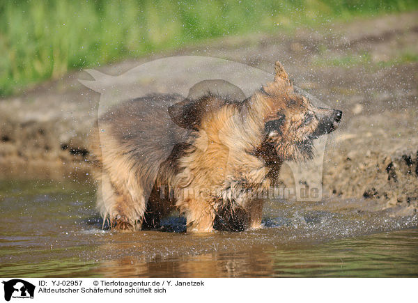 Altdeutscher Schferhund schttelt sich / shaking Old German Shepherd / YJ-02957