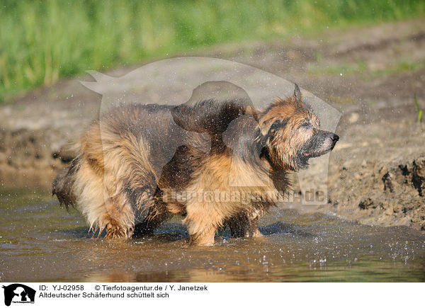 Altdeutscher Schferhund schttelt sich / shaking Old German Shepherd / YJ-02958