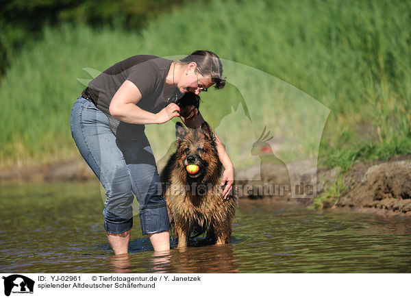 spielender Altdeutscher Schferhund / playing Old German Shepherd / YJ-02961