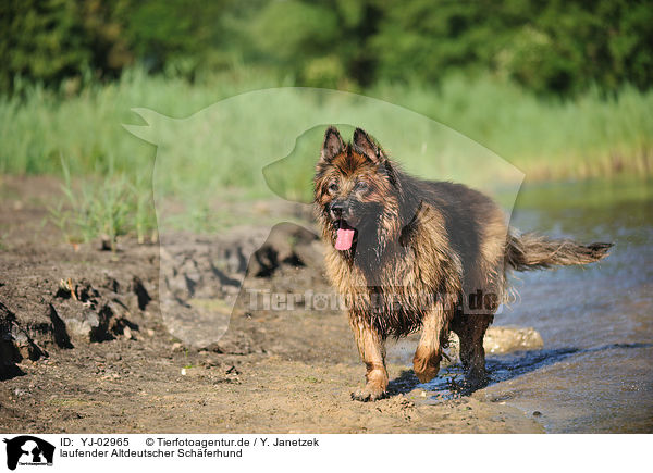 laufender Altdeutscher Schferhund / walking Old German Shepherd / YJ-02965