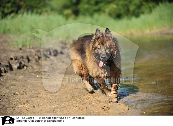 laufender Altdeutscher Schferhund / walking Old German Shepherd / YJ-02966