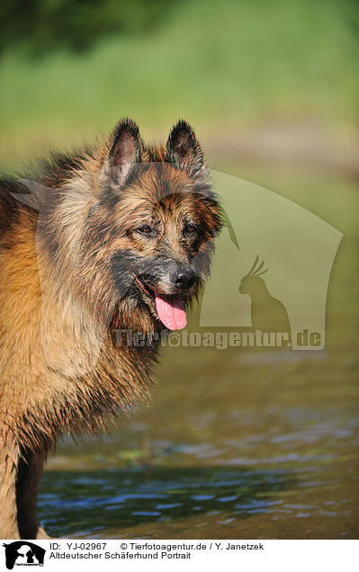 Altdeutscher Schferhund Portrait / Old German Shepherd Portrait / YJ-02967