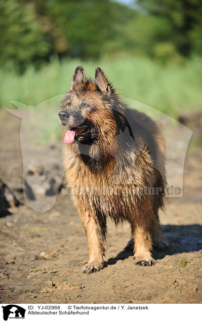 Altdeutscher Schferhund / Old German Shepherd / YJ-02968