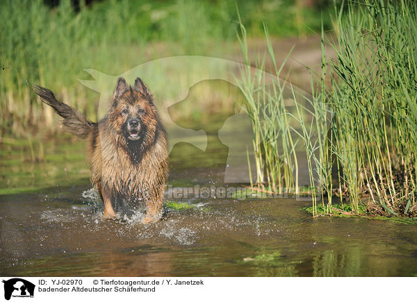 badender Altdeutscher Schferhund / bathing Old German Shepherd / YJ-02970