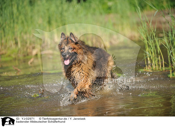 badender Altdeutscher Schferhund / bathing Old German Shepherd / YJ-02971