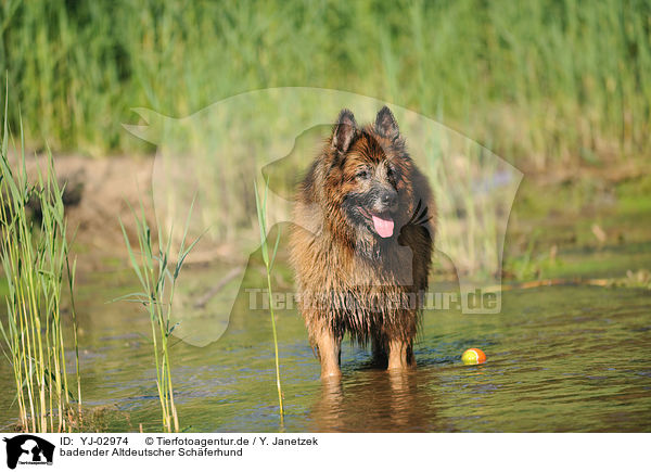 badender Altdeutscher Schferhund / bathing Old German Shepherd / YJ-02974