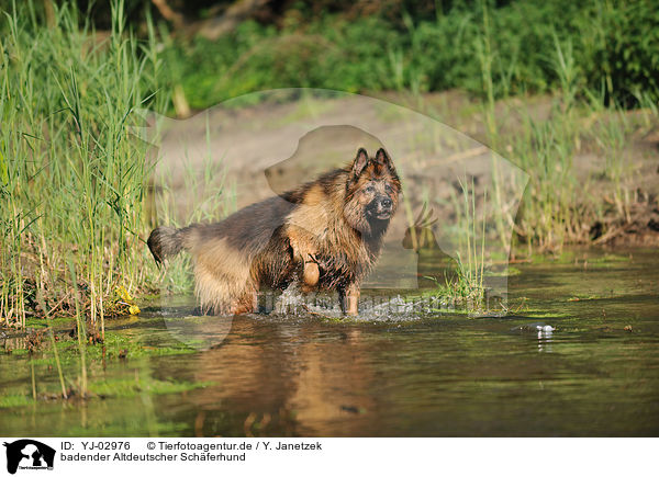 badender Altdeutscher Schferhund / bathing Old German Shepherd / YJ-02976