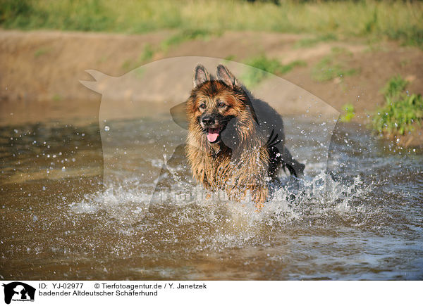 badender Altdeutscher Schferhund / bathing Old German Shepherd / YJ-02977