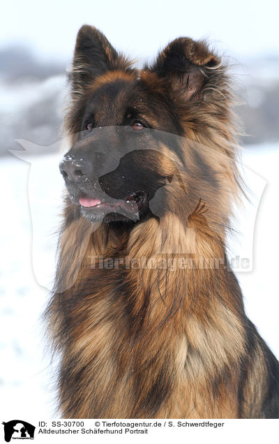 Altdeutscher Schferhund Portrait / SS-30700