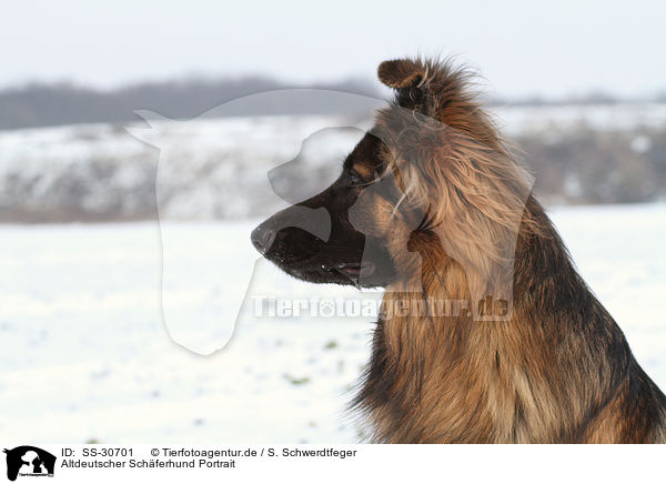 Altdeutscher Schferhund Portrait / SS-30701