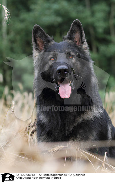 Altdeutscher Schferhund Portrait / DG-05912