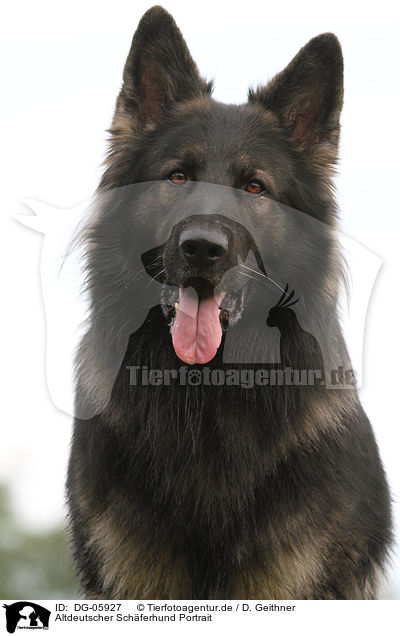Altdeutscher Schferhund Portrait / DG-05927