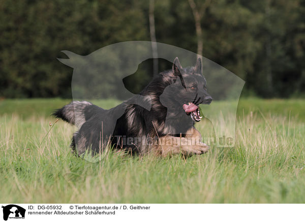 rennender Altdeutscher Schferhund / DG-05932
