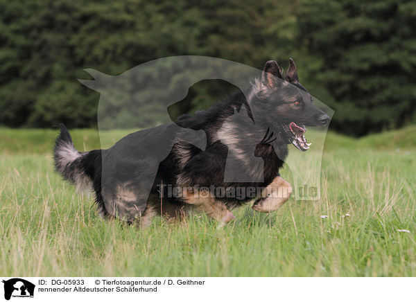 rennender Altdeutscher Schferhund / DG-05933