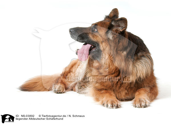 liegender Altdeutscher Schferhund / lying Old German Shepherd / NS-03892