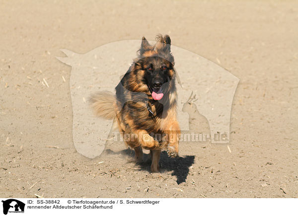 rennender Altdeutscher Schferhund / running Old German Shepherd / SS-38842