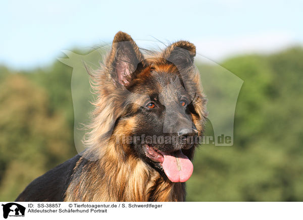 Altdeutscher Schferhund Portrait / SS-38857