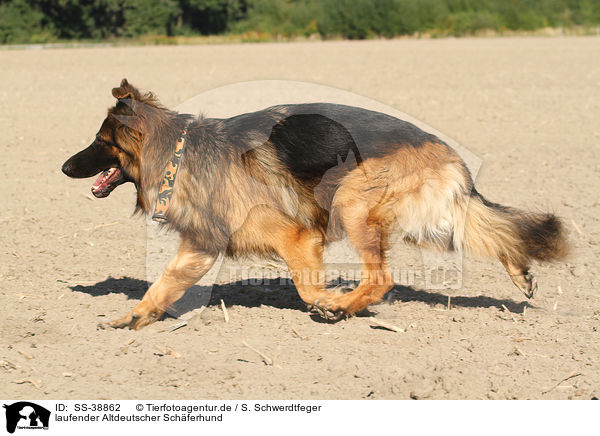 laufender Altdeutscher Schferhund / SS-38862