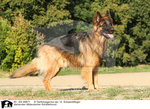 stehender Altdeutscher Schferhund / SS-38871