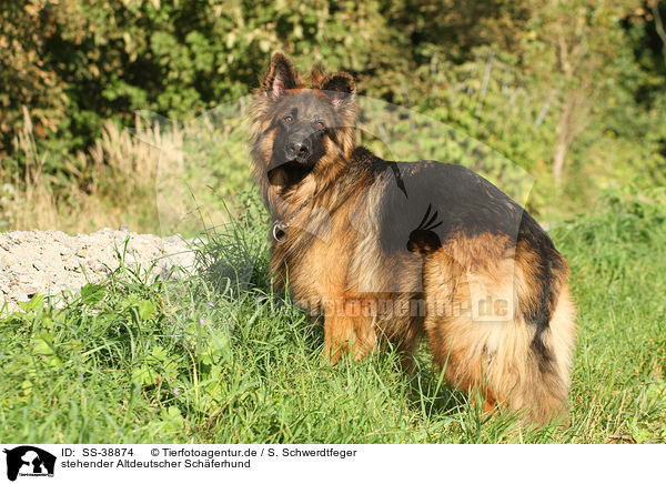 stehender Altdeutscher Schferhund / SS-38874