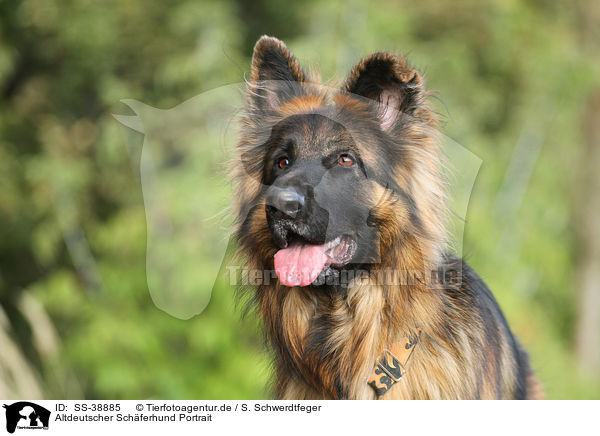 Altdeutscher Schferhund Portrait / SS-38885