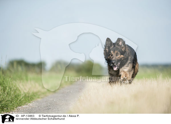rennender Altdeutscher Schferhund / AP-13863