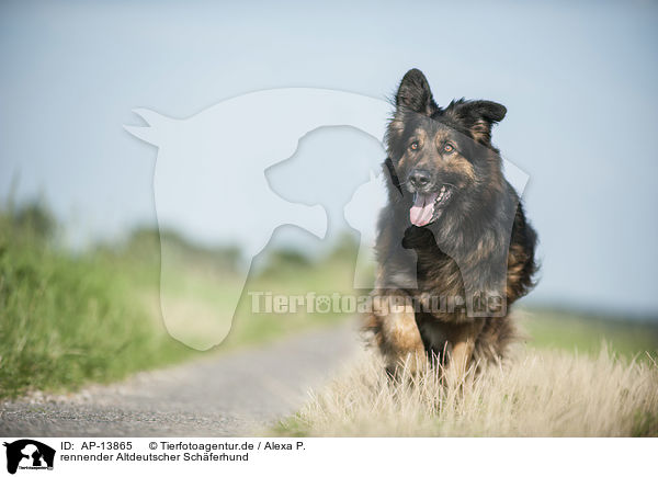 rennender Altdeutscher Schferhund / AP-13865