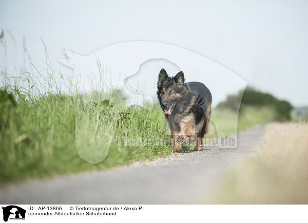 rennender Altdeutscher Schferhund / AP-13866