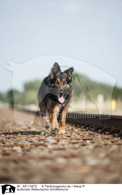 laufender Altdeutscher Schferhund / AP-13872